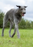20 Windhund-Trio